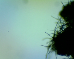 Geoglossum umbratile