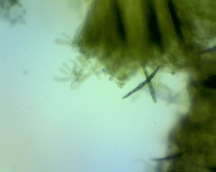 Geoglossum umbratile