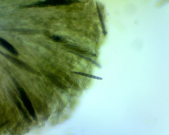 Geoglossum umbratile