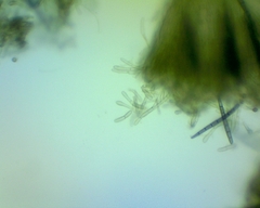 Geoglossum umbratile