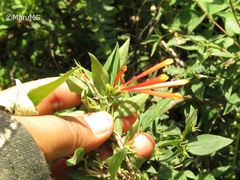 Bouvardia chrysantha