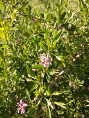 Lycium barbarum
