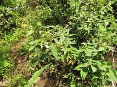 Bouvardia chrysantha