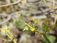 Colletes dimidiatus