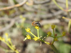 Colletes dimidiatus
