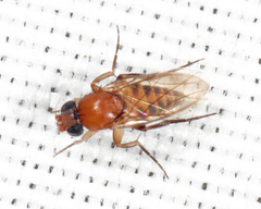 Apocephalus