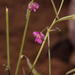 Tephrosia dregeana - Photo (c) peterweston, μερικά δικαιώματα διατηρούνται (CC BY-NC)