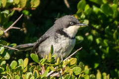 Apalis thoracica capensis