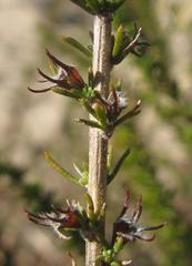 Aspalathus hispida hispida