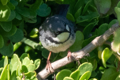 Apalis thoracica capensis