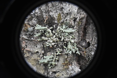 Hypogymnia apinnata
