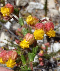 Hermannia concinnifolia