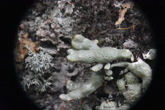 Hypogymnia apinnata