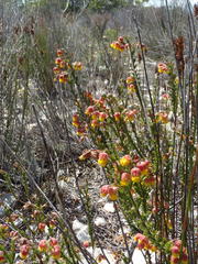 Hermannia concinnifolia