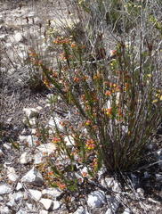 Hermannia concinnifolia