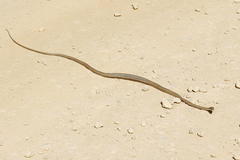 Psammophis notostictus