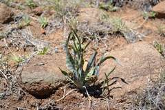 Ledebouria marginata
