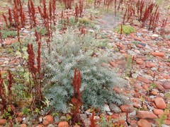 Hippophae rhamnoides