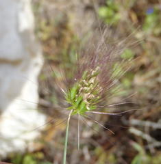 Cynosurus coloratus