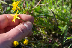Senecio littoreus