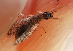 Psectra diptera