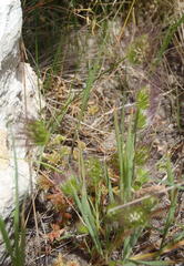 Cynosurus coloratus