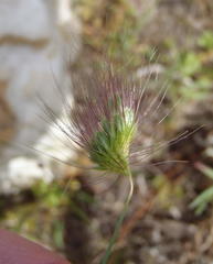 Cynosurus coloratus