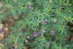 Medicago sativa