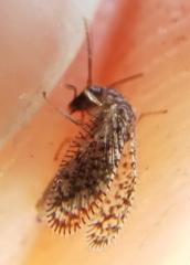 Psectra diptera