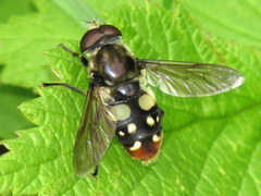 Sericomyia lata