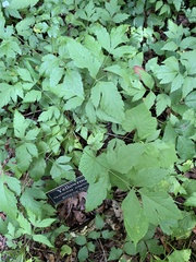 Xanthorhiza simplicissima