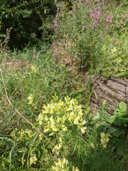 Linaria biebersteinii