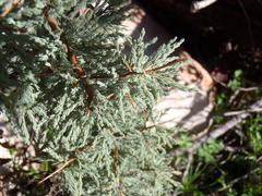 Asparagus capensis capensis