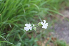 Silene latifolia