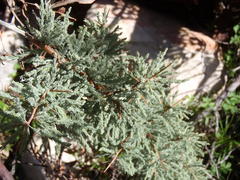 Asparagus capensis capensis