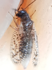 Psectra diptera