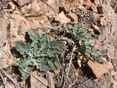 Oenothera brachycarpa