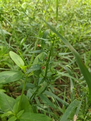 Scrophularia umbrosa