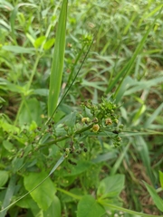 Scrophularia umbrosa