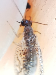 Psectra diptera