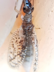 Psectra diptera