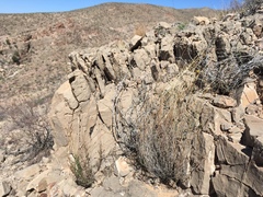 Thelesperma longipes