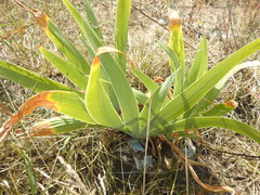 Iris × hybrida
