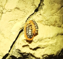 Armadillidium klugii