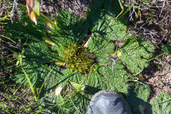 Arctopus echinatus