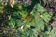 Arctopus echinatus