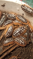 Armadillidium klugii