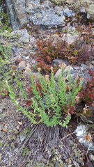 Eucephalus paucicapitatus