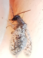 Psectra diptera