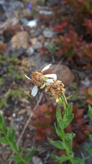 Eucephalus paucicapitatus